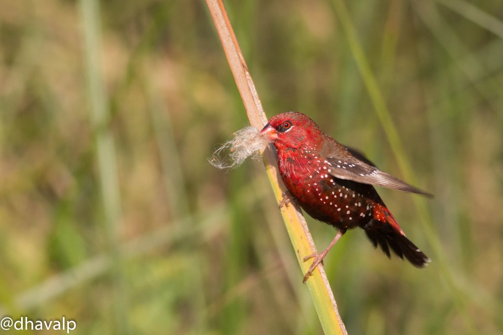 Red Avadavat carrying nesting material at Nal Sarovar