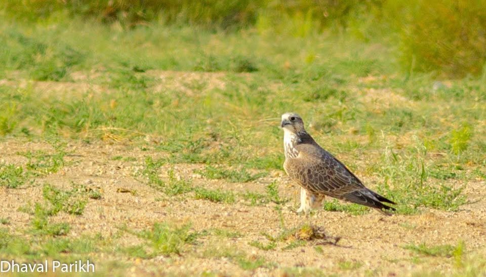Falcon raptor perched in habitat
