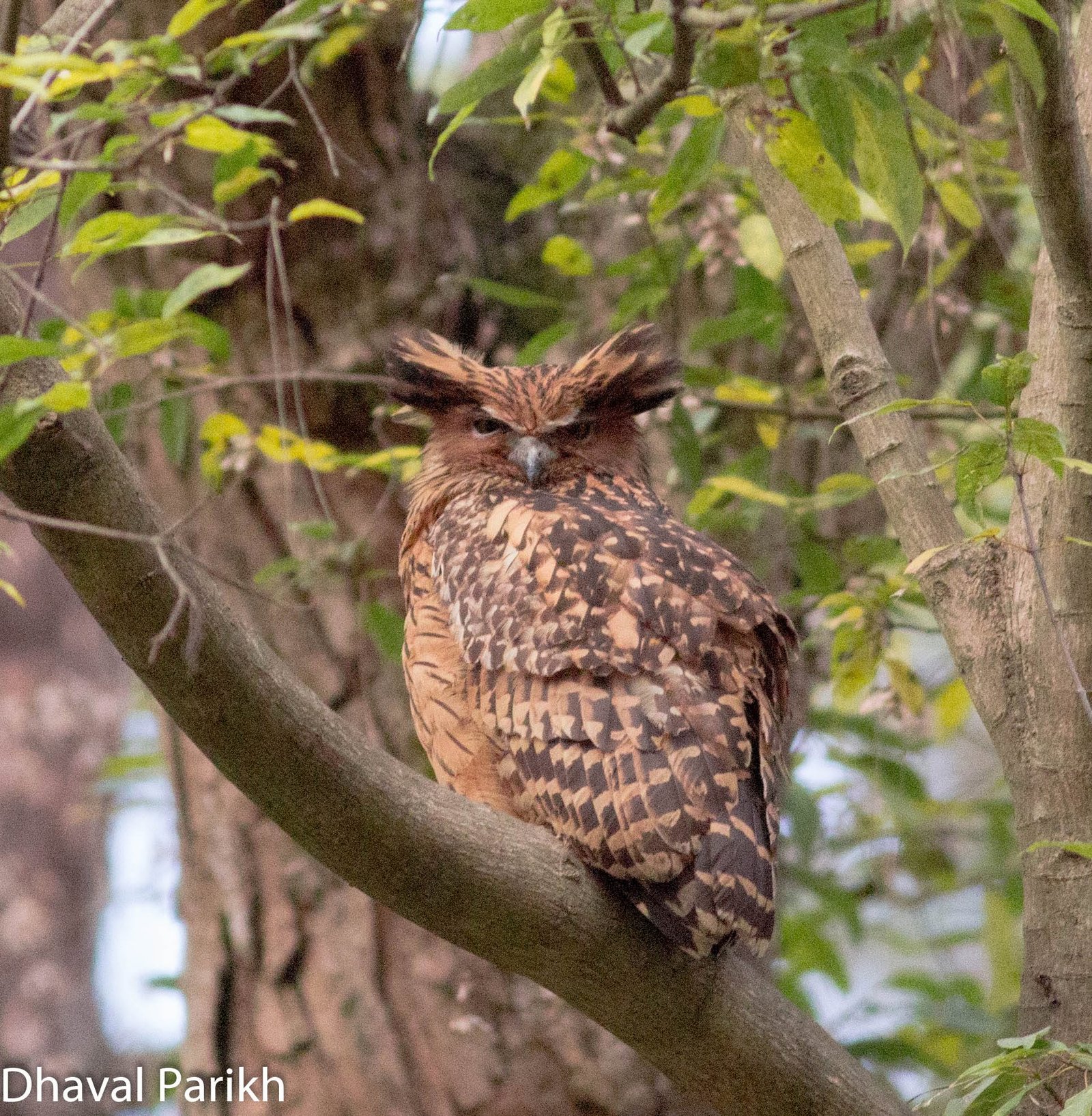 Brown Fish Owl photographed in the wild by Dhaval Parikh