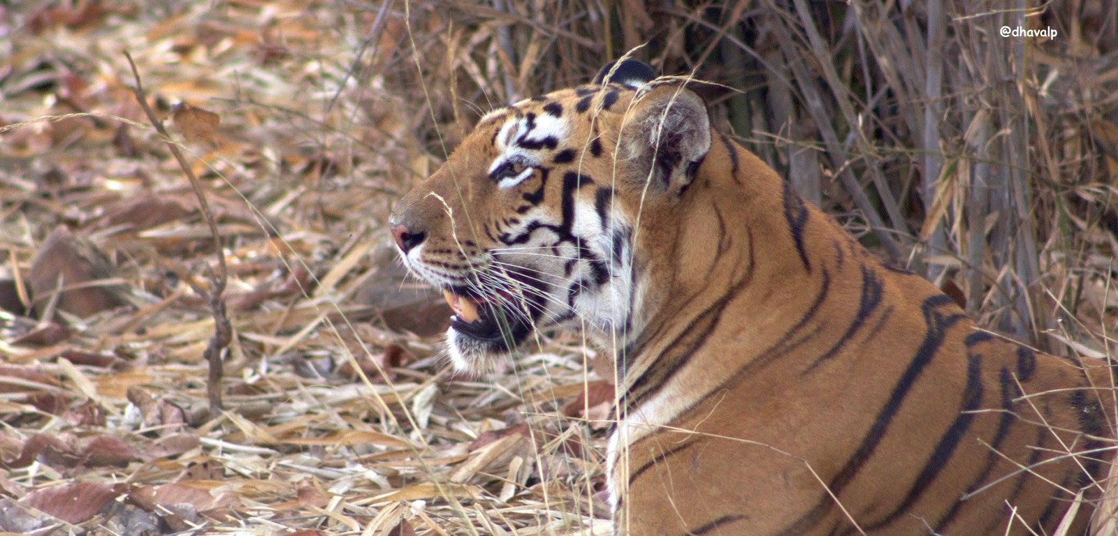 Bengal Tiger cub photographed at Tadoba